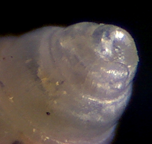 Odostomia lukisii