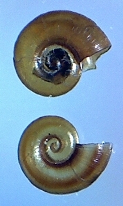 Omalogyridae 2?