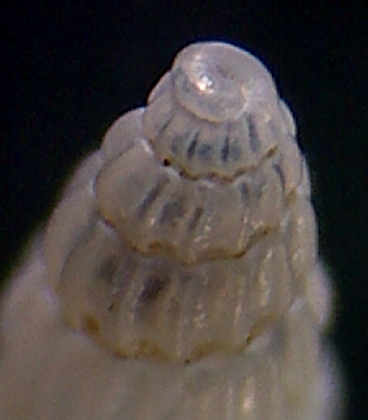 Chrysallida intermixta  ?