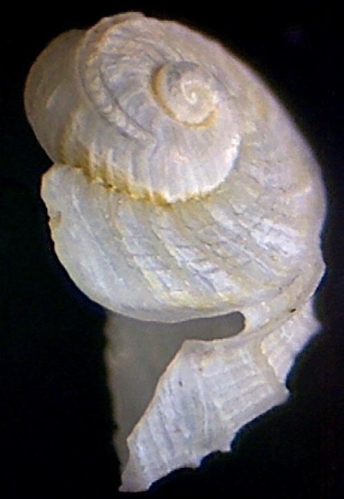 Sinezona cingulata ??