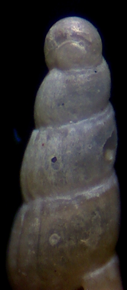 juvenil Turbonilla sp??