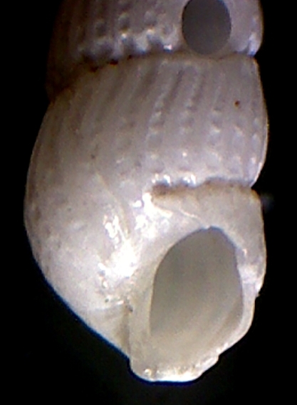 Chrysallida juliae ??
