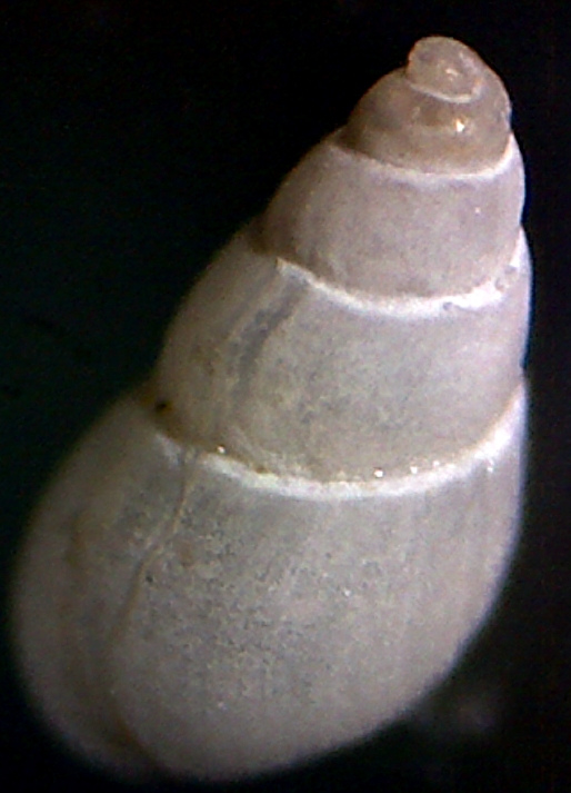 Odostomia ?