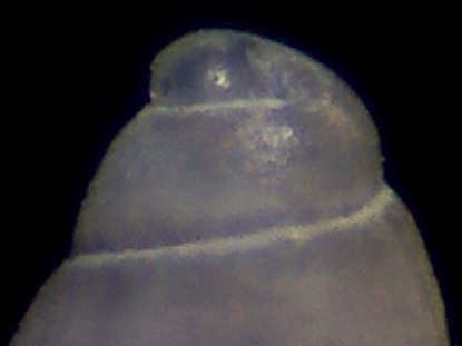 Odostomia ?