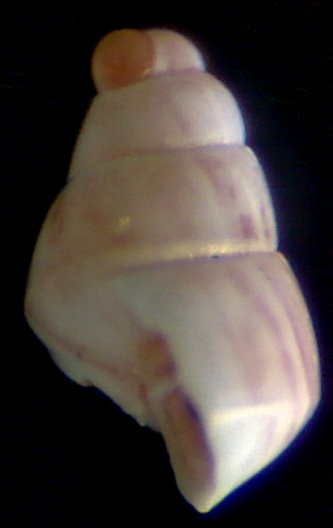 O. conspicua juvenil ??