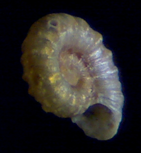 Skeneoides exilissima juvenil?