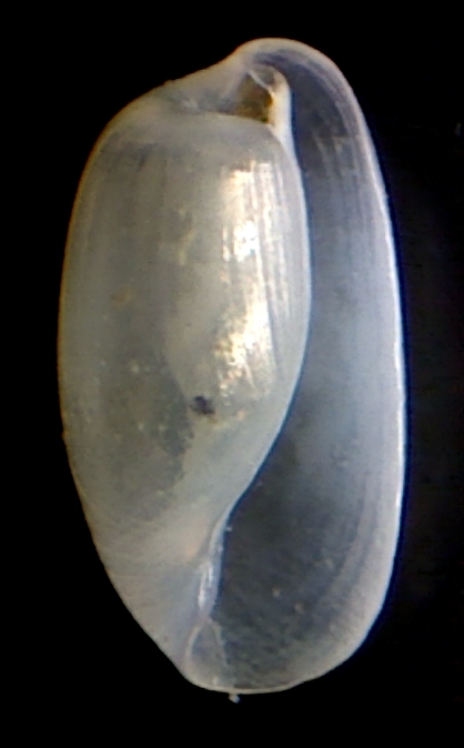 Cylichnina...crebrisculpta??