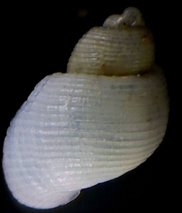 Noemiamea dolioliformis