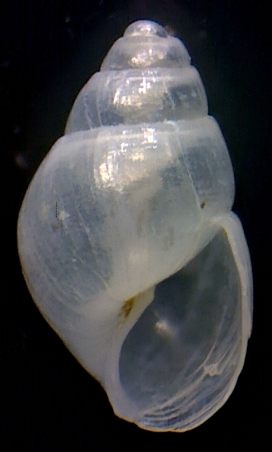 Odostomia carrozai ?