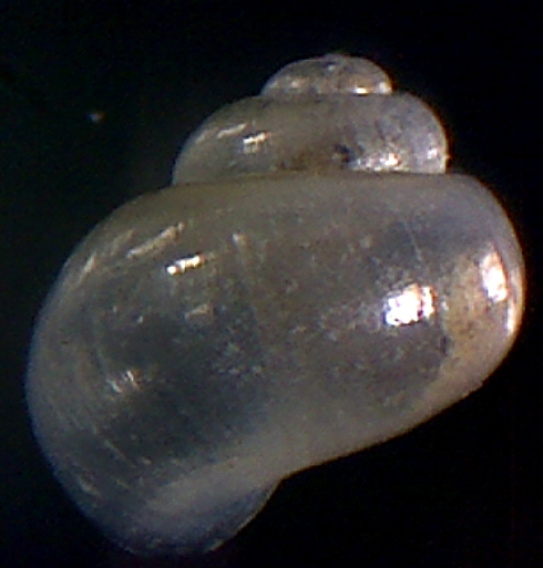 Rissoella globularis?