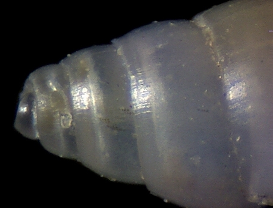 Odostomia lukisii