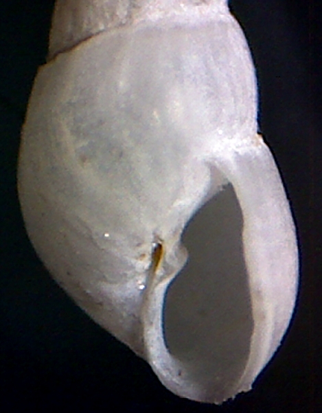 Odostomia ?
