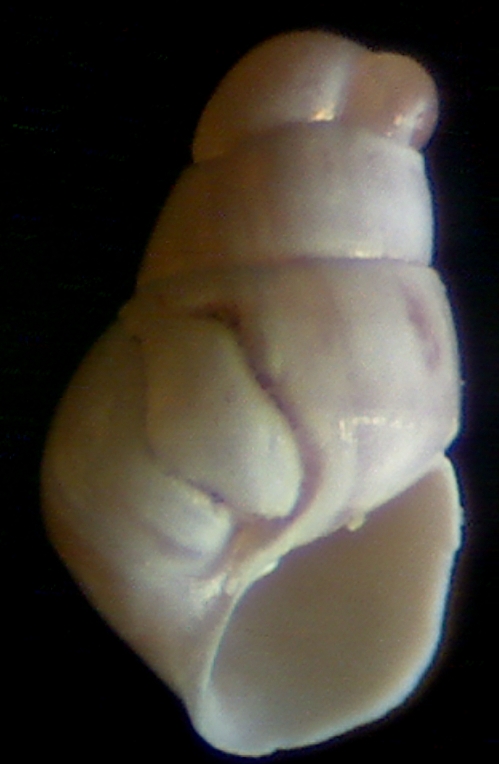 O. conspicua juvenil ??