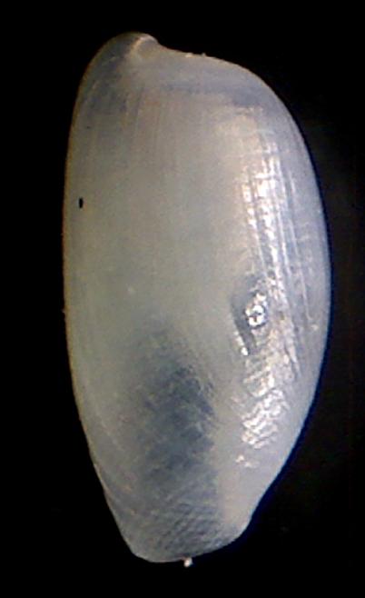Cylichnina...crebrisculpta??