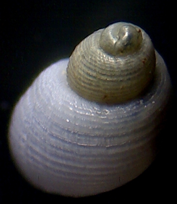 Noemiamea dolioliformis