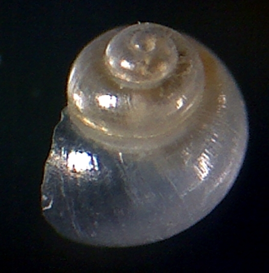 Rissoella globularis?