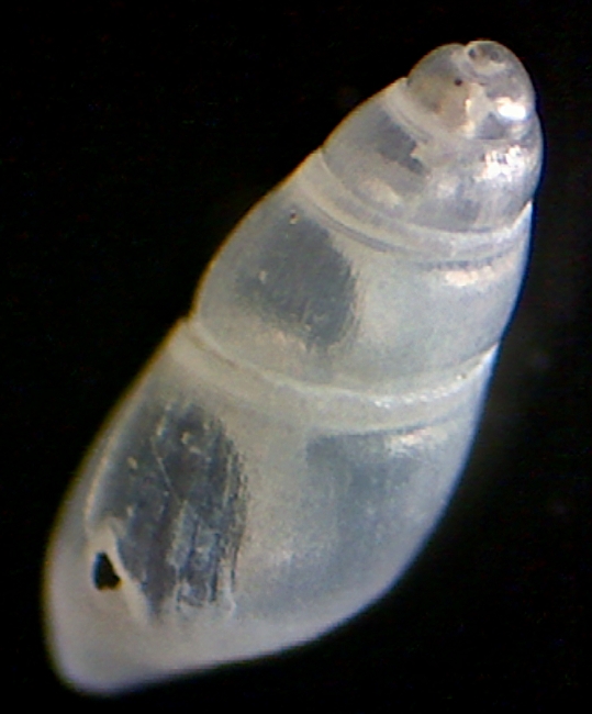 Bathriphallus  o Odostomia nitens ?