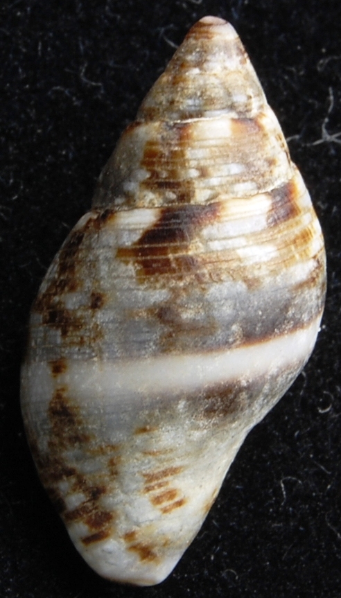 Pisania striata.