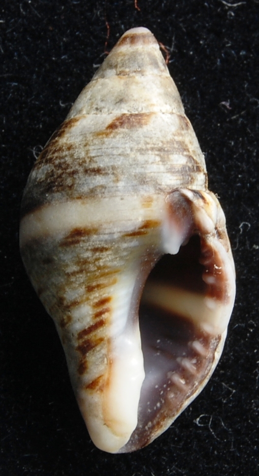 Pisania striata.