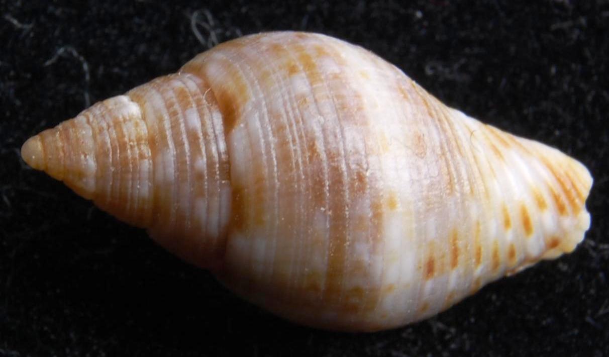 Pisania striata.