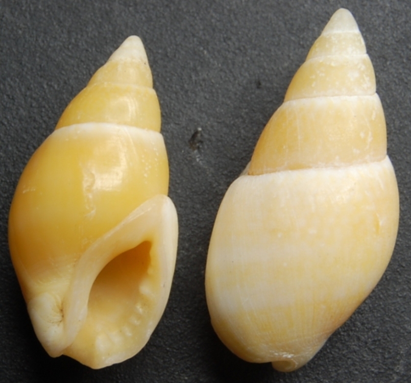 N. corniculus?