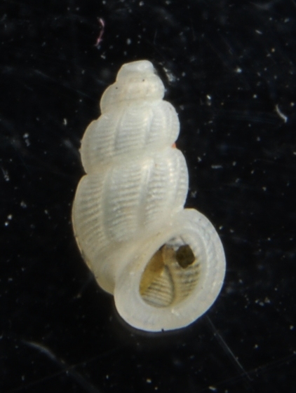 Rissoidae Manzonia crassa