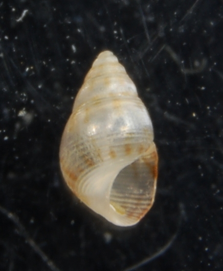 Rissoidae Crisilla semistriata