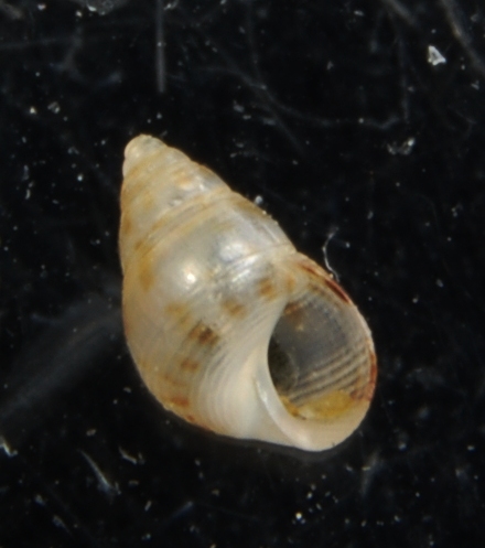 Rissoidae Crisilla semistriata