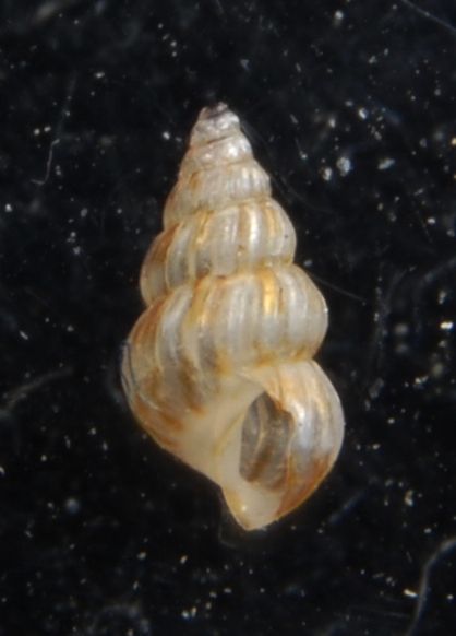 Rissoidae Pusillina philippi