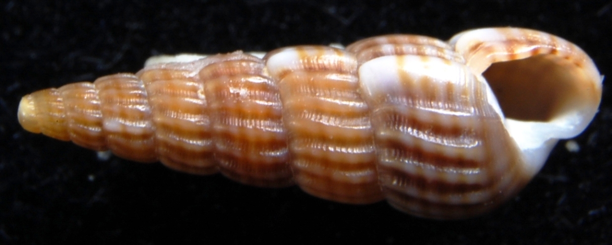 Turbonilla striatula