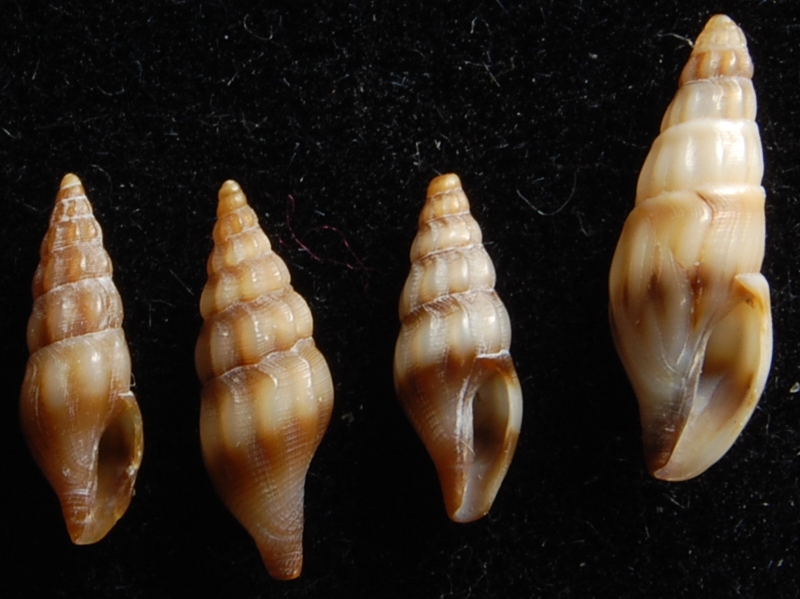 B. laevigata o M. powisiana??