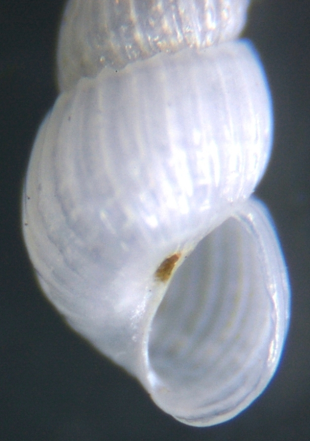 Chrysallida 2 = Chrysallida clathrata