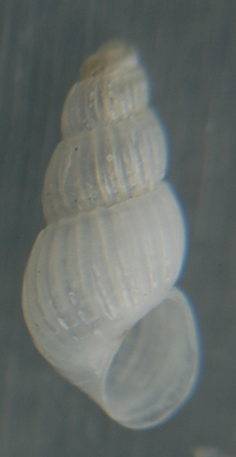 Chrysallida 2 = Chrysallida clathrata