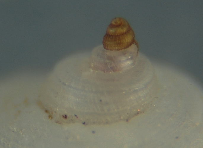 El Palo. detritro playa. Juvenil F. ambiguus