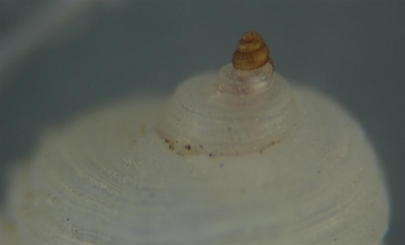 El Palo. detritro playa. Juvenil F. ambiguus