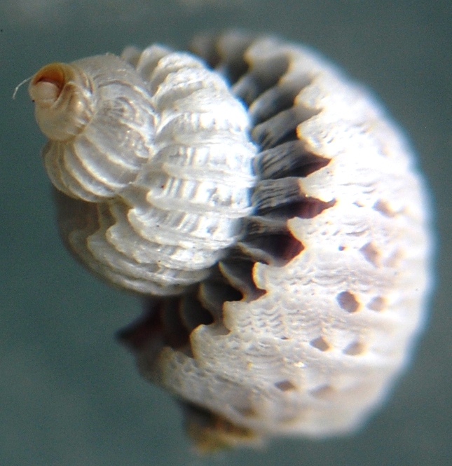 El Palo. detritro playa. Juvenil de Cirsotrema cochlea??