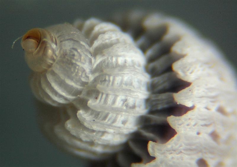 El Palo. detritro playa. Juvenil de Cirsotrema cochlea??