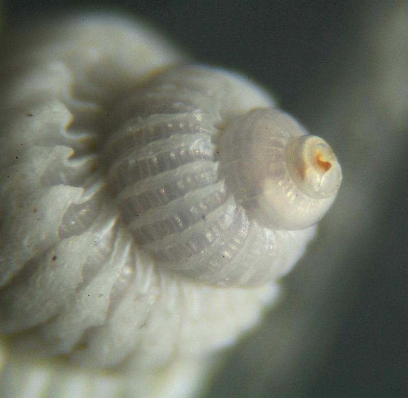 El Palo. detritro playa. Juvenil de Cirsotrema cochlea??