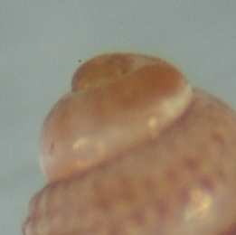 El Palo. detritro playa. Juvenil Bela ??