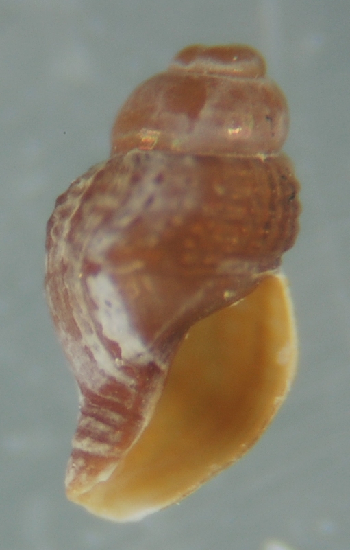 El Palo. detritro playa. Juvenil Bela ??