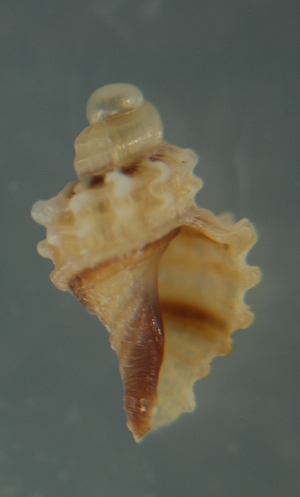 El Palo. detritro playa. Juvenil E. trunculus ??