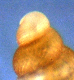 El Palo. detritro playa. Juvenil Raphitoma??