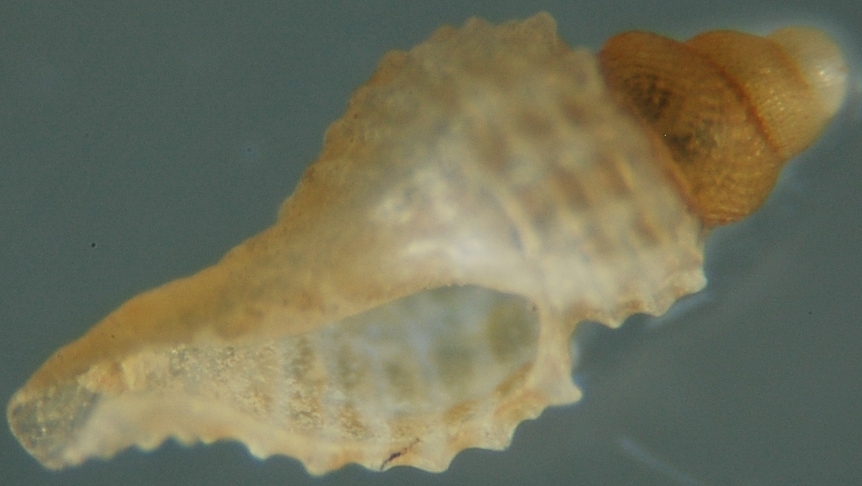 El Palo. detritro playa. Juvenil Raphitoma??