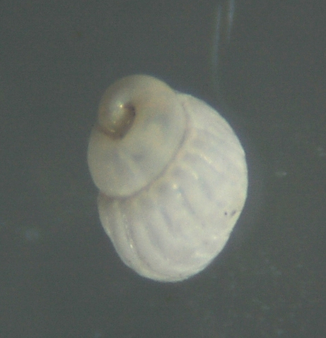 El Palo. detritro playa. Juvenil ?? 2