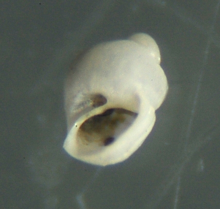 El Palo. detritro playa. Juvenil ?? 2