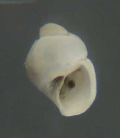 El Palo. detritro playa. Juvenil ?? 2