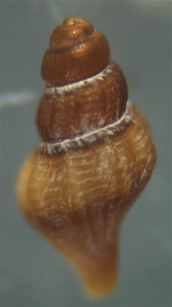 El Palo. detritro playa. Juvenil Bela ??