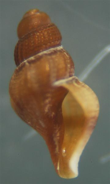 El Palo. detritro playa. Juvenil Bela ??