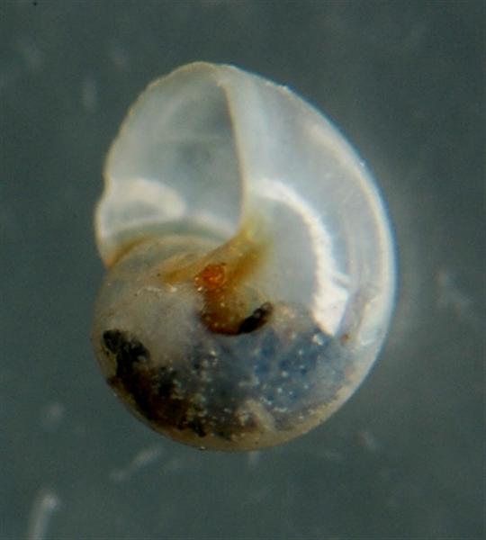 El Palo. detritro playa. Juvenil ?? 5