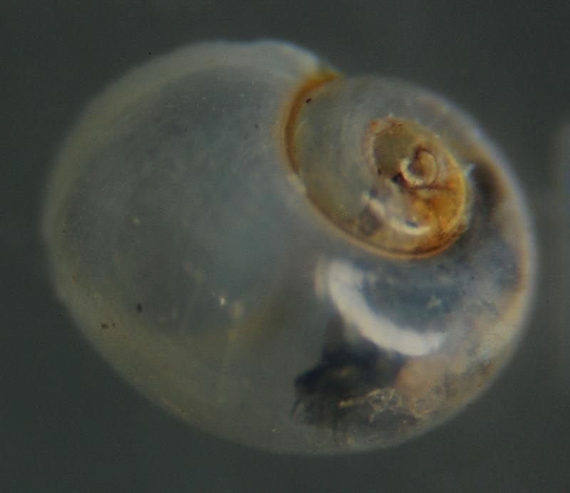 El Palo. detritro playa. Juvenil ?? 5